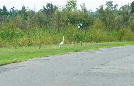 Lo que mas diferencia al hombre de los pájaros es que estos dejan intacto el paisaje cuando construyen