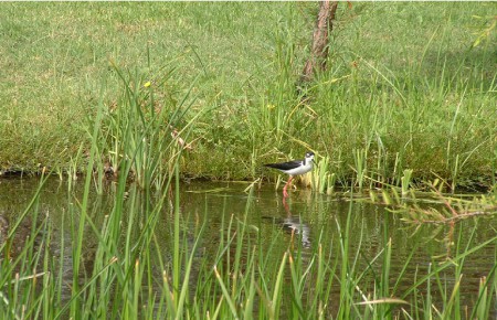 La naturaleza es un espectáculo que se desarrolla frente al hombre
